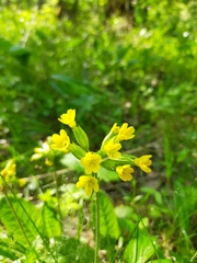 Primula veris