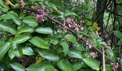 Averrhoa carambola
