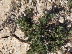 Sedum urvillei