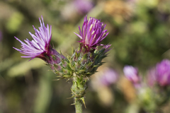 Carduus tenuiflorus