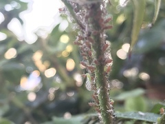 Macrosiphum rosae
