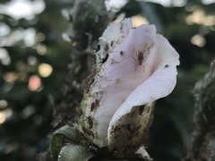 Macrosiphum rosae