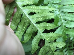 Polypodium glycyrrhiza