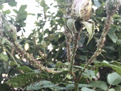Macrosiphum rosae