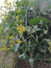 Rhamphospermum arvense