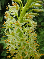 Eremurus tauricus