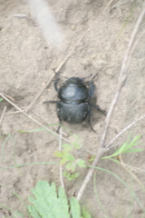 Lethrus apterus