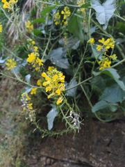 Rhamphospermum arvense