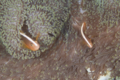 Amphiprion sandaracinos