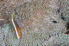 Amphiprion sandaracinos