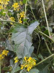 Rhamphospermum arvense