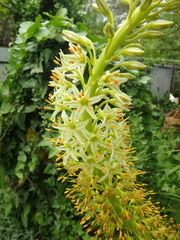 Eremurus tauricus