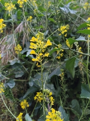 Rhamphospermum arvense