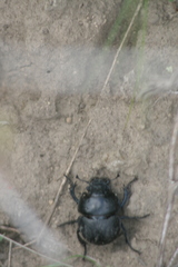 Lethrus apterus