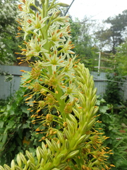 Eremurus tauricus