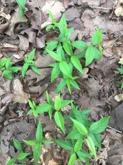 Thyrsanthella difformis