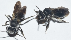 Andrena agilissima
