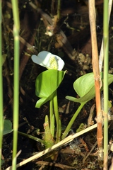 Calla palustris