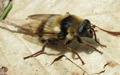 Criorhina verbosa