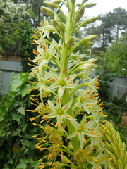 Eremurus tauricus