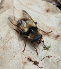 Criorhina verbosa