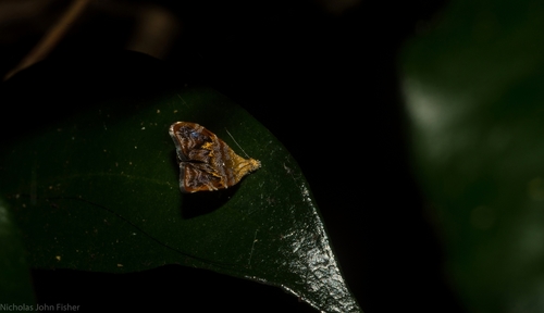 Choreutis sexfasciella