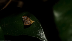 Choreutis emplecta