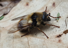 Criorhina verbosa