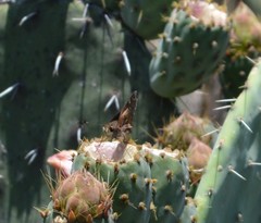 Lon melane vitellina