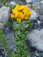 Aspalathus securifolia