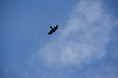 Corvus brachyrhynchos