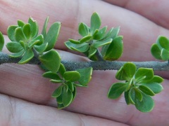 Aspalathus securifolia