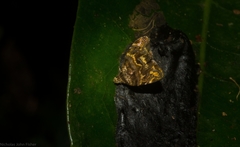 Choreutis metallica