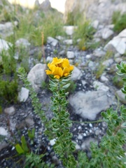 Aspalathus securifolia