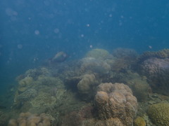 Cetoscarus ocellatus