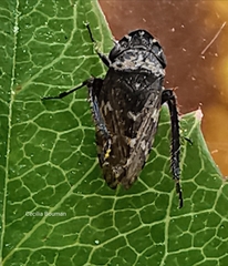 Anoscopus