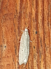 Helcystogramma lineolella