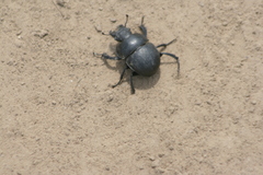 Lethrus apterus