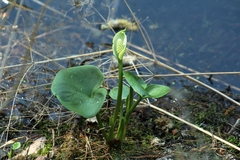 Calla palustris