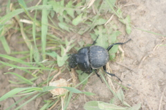 Lethrus apterus
