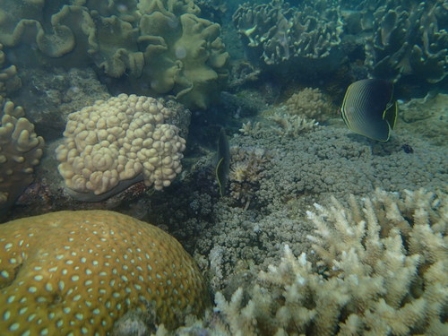 Chaetodontidae