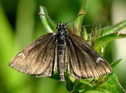 Large Chequered Skipper