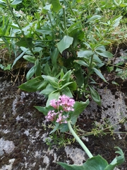 Centranthus ruber