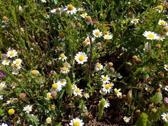 Anthemis maritima
