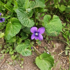Viola sororia