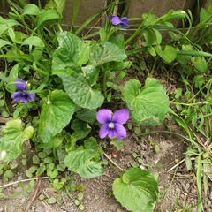 Viola sororia