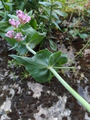 Centranthus ruber