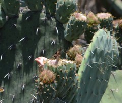 Lon melane vitellina