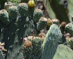 Lon melane vitellina