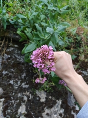Centranthus ruber